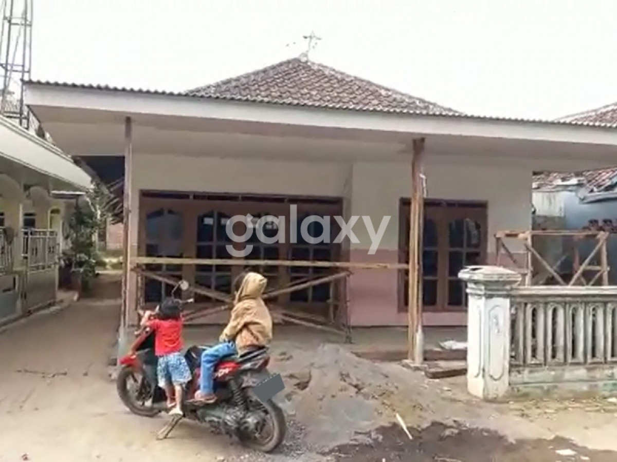 Pakisjajar Pakis GMK01448