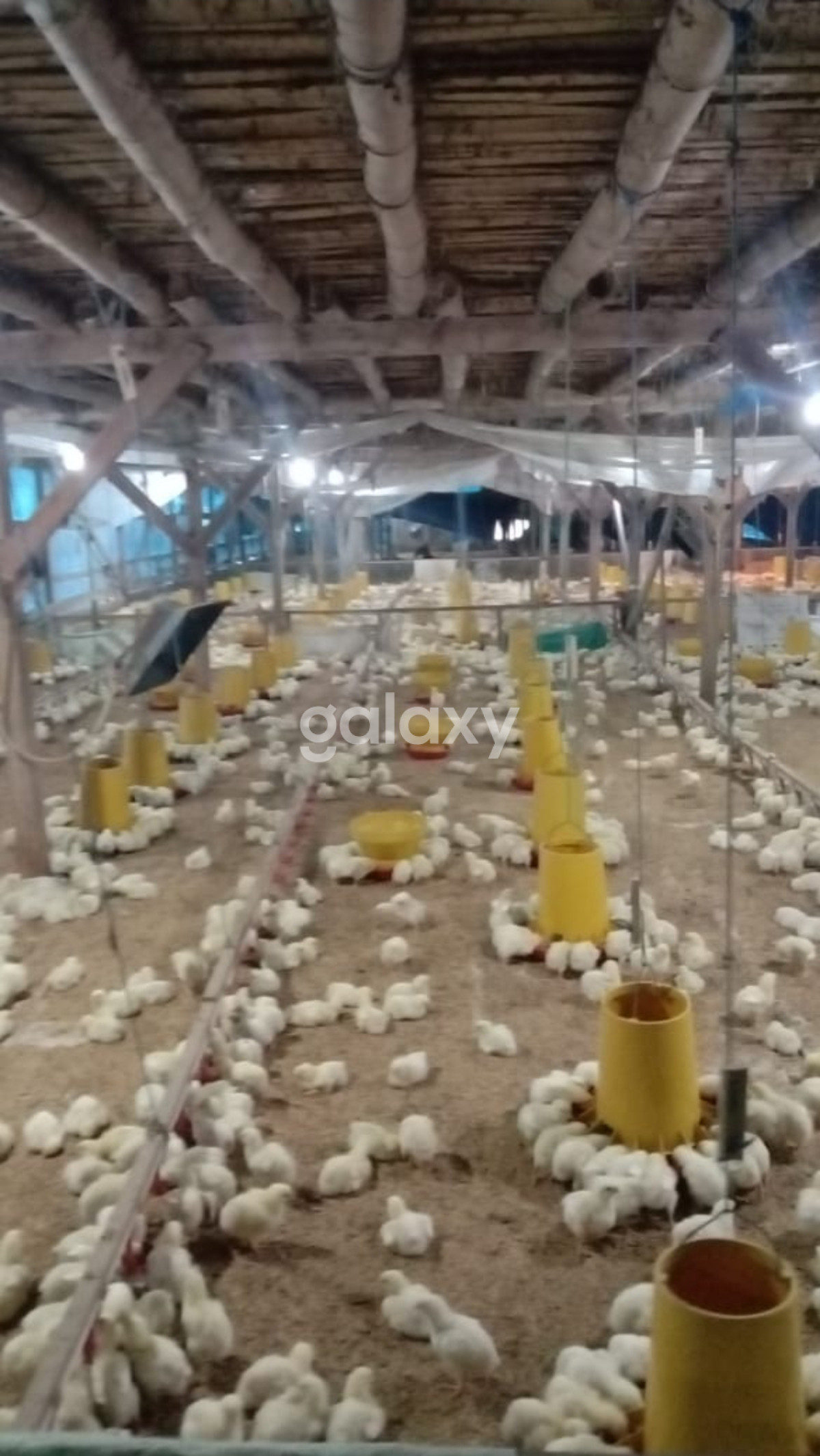 Kandang Ayam dijual kondisi siap pakai daerah kab.Blora Jawa Tengah